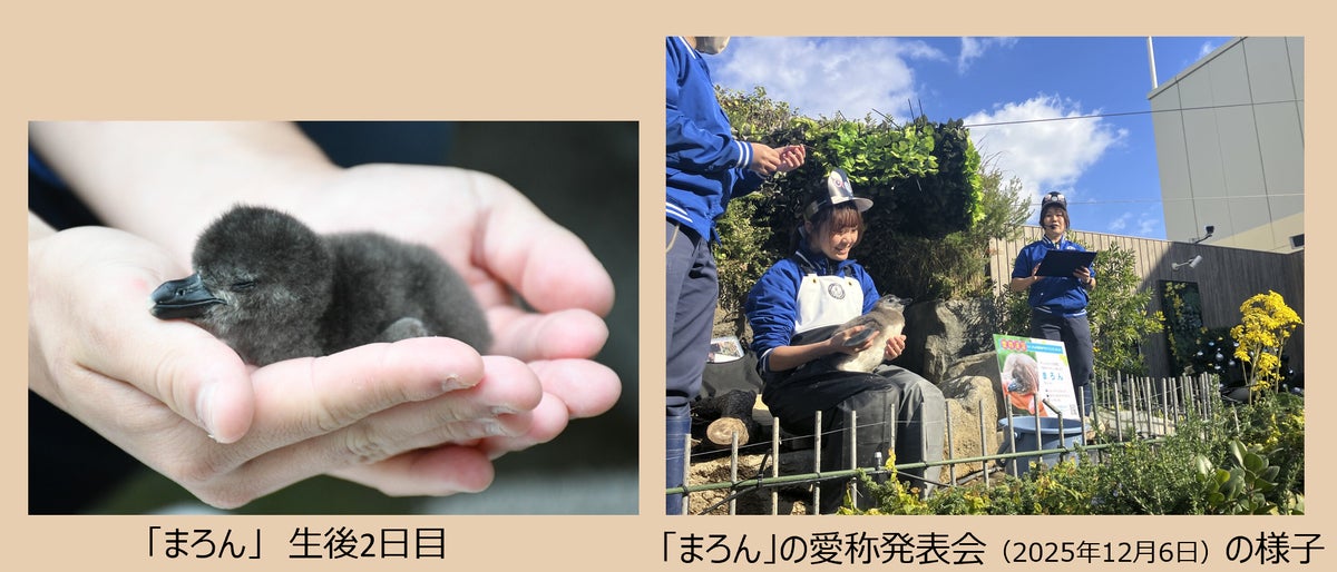 From ¥400: Sunshine City’s Sweet Potato & Chestnut Fair in Ikebukuro