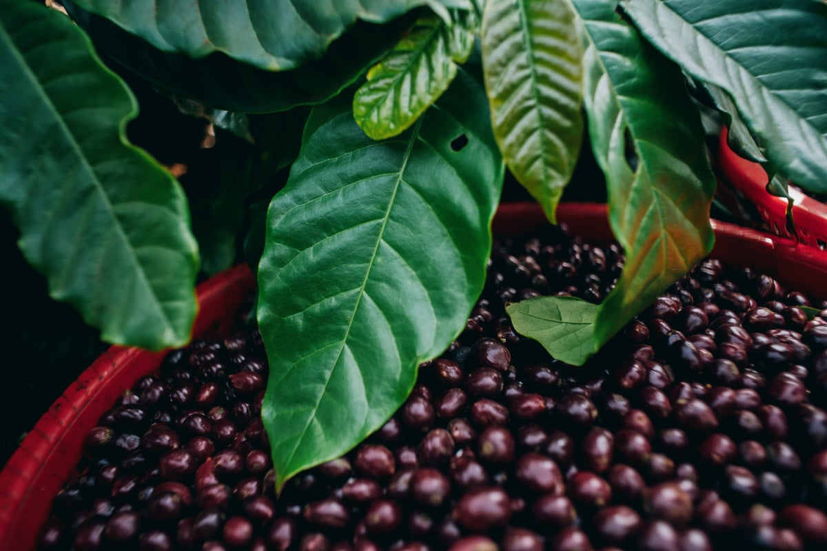 Selected only fully ripe cherries