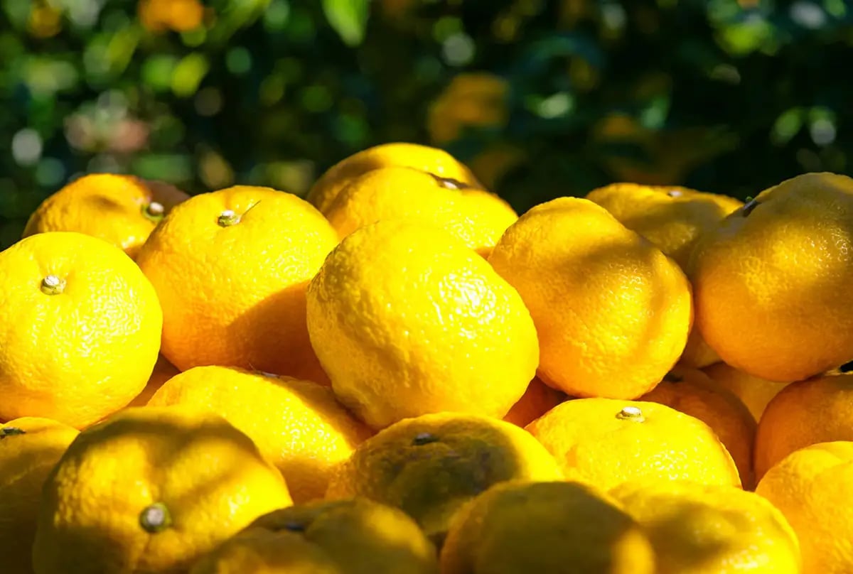 In Naka Town, Naka Prefecture, the 'Golden Village' is involved in cultivating 'Kito Yuzu.' Its high aroma and strong acidity are unique features of 'Kito Yuzu.' The reason for its superior aroma is that it grows in mountains at an altitude of 300-500 meters. Additionally, the significant temperature differences throughout the year and other conditions produce 'Kito Yuzu' with a high aroma, thick skin, and strong acidity.