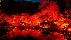 happo en tokyo red garden 2026 tokyo light up 01
