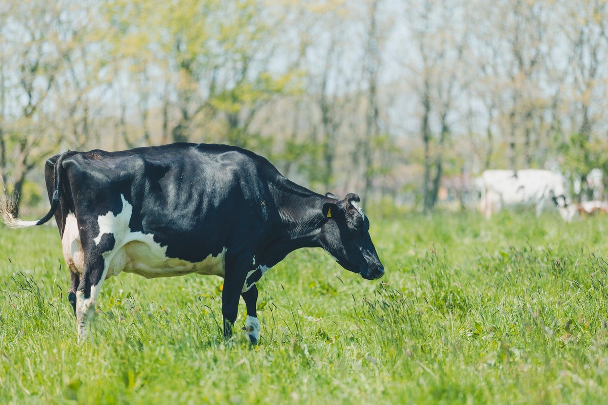 Pasture-raised dairy from Hidaka Town, Hokkaido